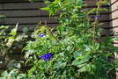 前の写真のサムネイル：青いお花